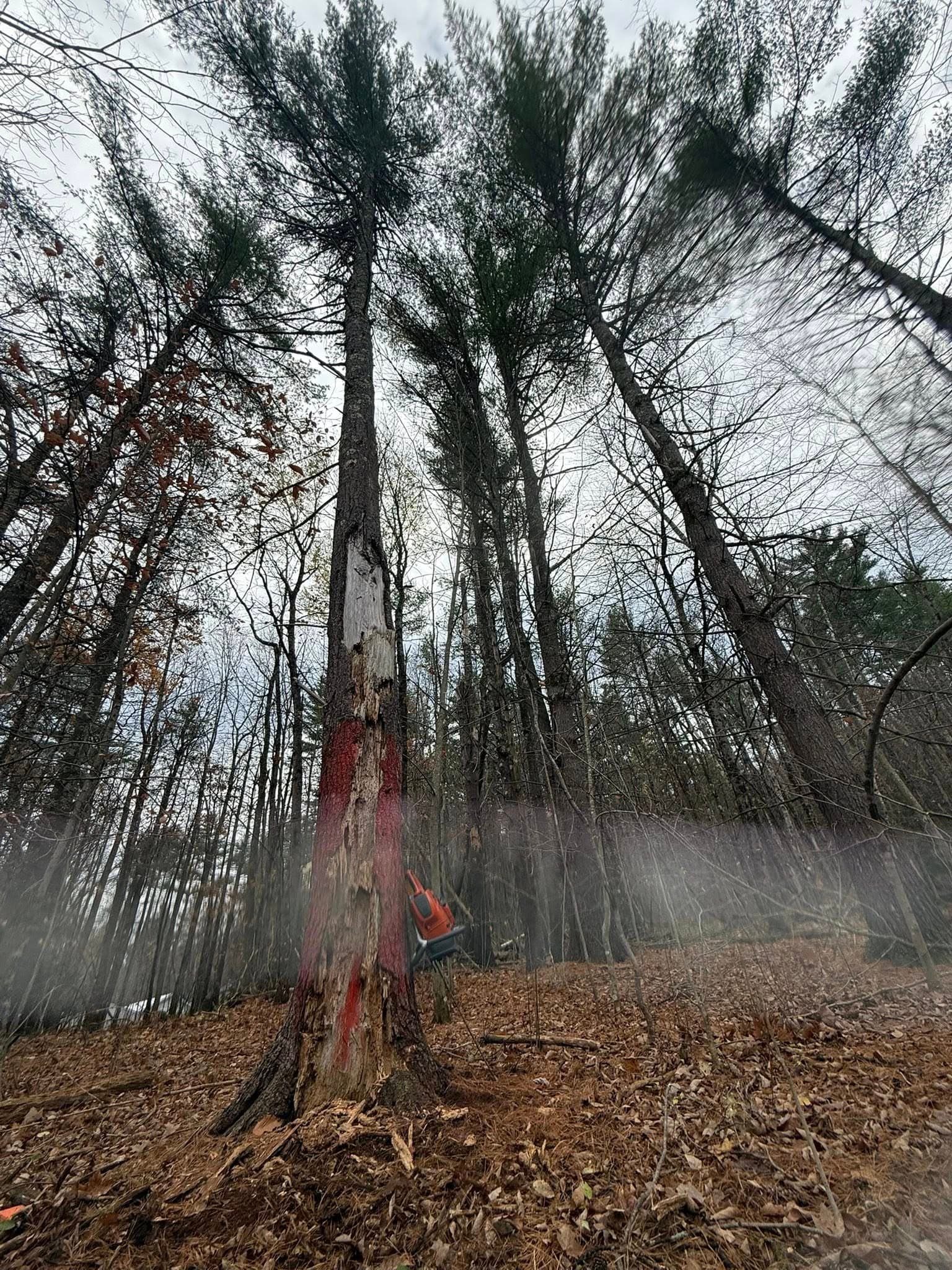 Chainsaw stuck in a damaged pine tree marked with red paint in a dense forest.